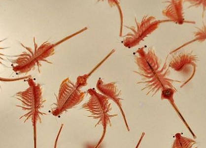 crustáceos de la especie artemia salina