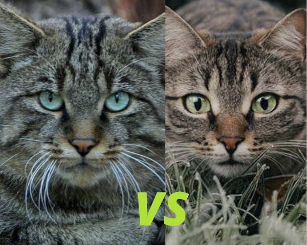 Diferencias entre gato montes y gato domestico