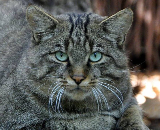 Retrato de un gato montés donde podemos ver los principales rasgos característicos de la especie, en especial sus ojos y bigotes