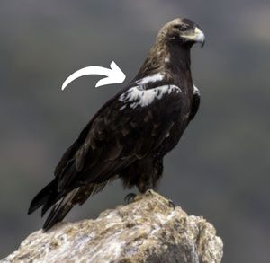 Ejemplar adulto de águila imperial ibérica posado en unas rocas
