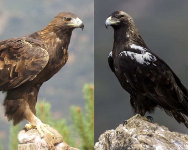 águila real y águila imperial ibérica
