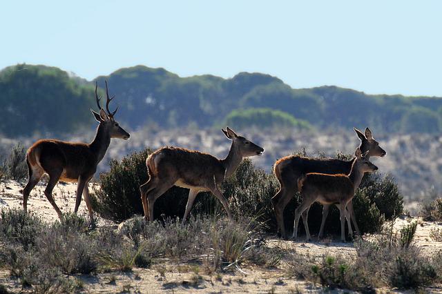 Grupo de ciervos en la vera del Parque Nacional de Doñana