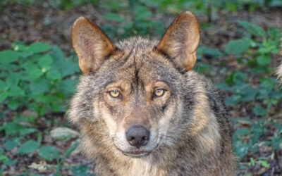 retrato de un lobo iberico